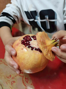 手捧剥开的饱满红籽石榴