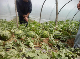 大棚内的西瓜种植场景