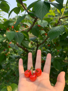 掌心的鲜红樱桃