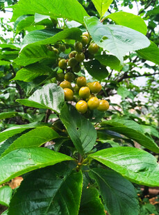树上结满黄色果实