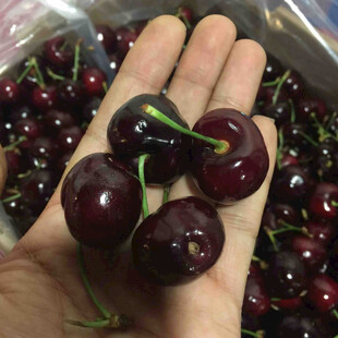 手捧新鲜饱满的车厘子