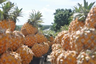 大量新鲜菠萝堆成小山