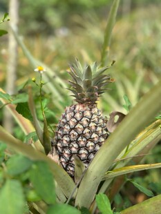 田间成熟的新鲜小菠萝