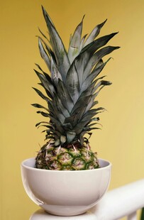 盆栽菠萝