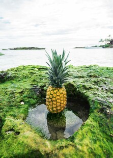 草地上的金黄菠萝