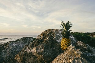 岩石上的菠萝与美丽海景
