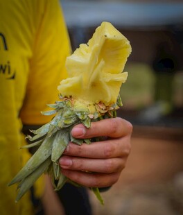 手持剥开的新鲜菠萝