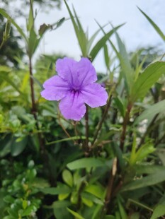翠芦莉