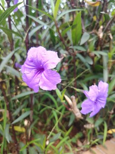 翠芦莉