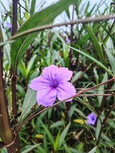 翠芦莉