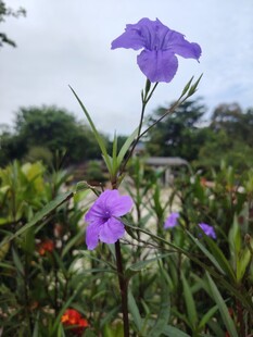 翠芦莉
