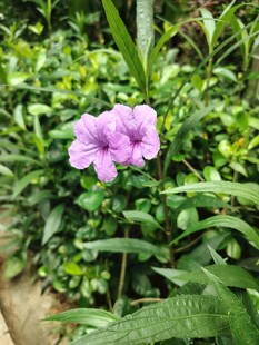 翠芦莉
