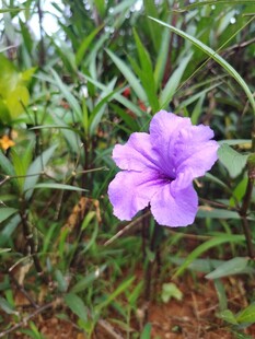 翠芦莉