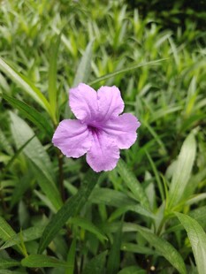 翠芦莉