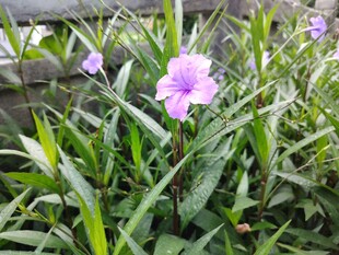 翠芦莉