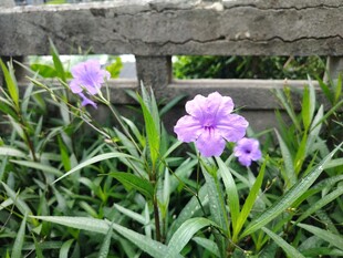 翠芦莉