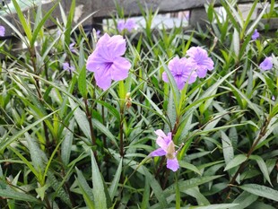 翠芦莉