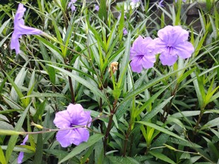 翠芦莉