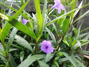 翠芦莉
