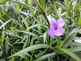 翠芦莉