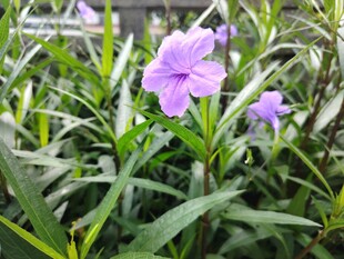 翠芦莉