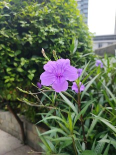 翠芦莉