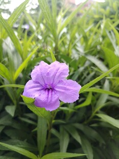 翠芦莉