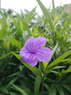 翠芦莉