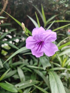 翠芦莉