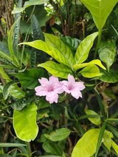 翠芦莉