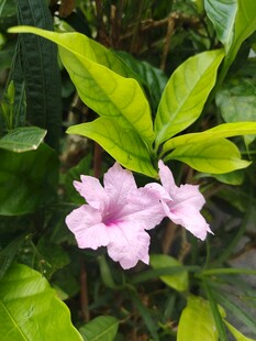翠芦莉
