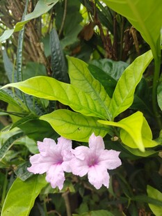 翠芦莉