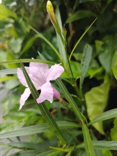 翠芦莉