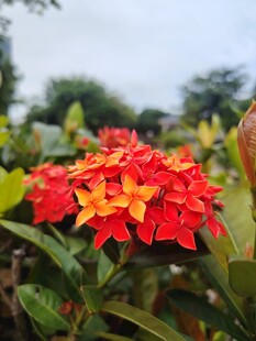 鲜艳龙船花绽放