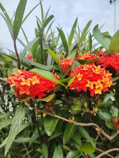 鲜艳龙船花绽放绿叶间