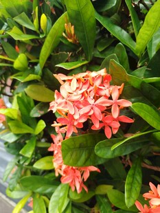 龙船花