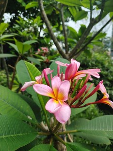 鸡蛋花