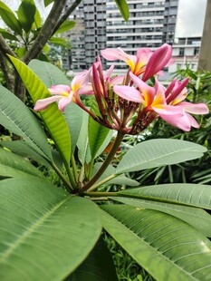 娇艳鸡蛋花绽放绿叶间