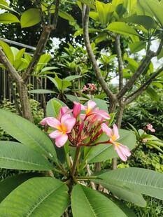 鸡蛋花