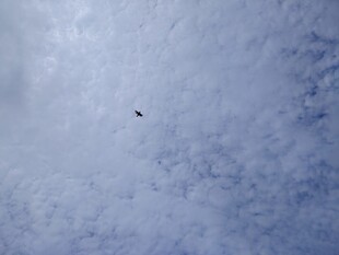 天空中飞翔的孤独小鸟