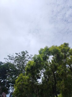 绿树蓝天的清新景致