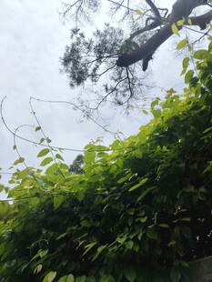 绿叶繁茂的树梢景象