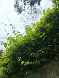绿叶繁茂的墙头景致