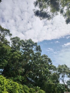 绿树蓝天间的云朵景致