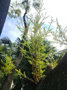 树干上生长的翠绿植物