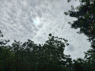 林间阴天景象