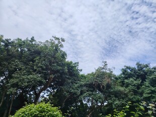 绿树蓝天自然风景图