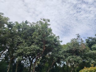 繁茂树林与蓝天白云
