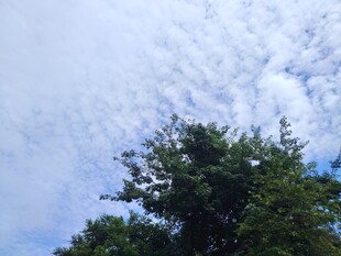 蓝天绿树间的清新景致