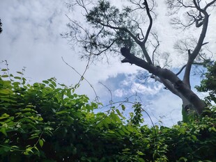 繁茂绿植间的天空与树枝